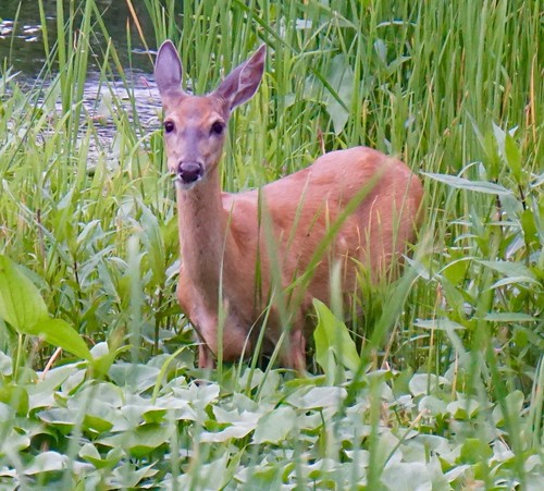 A deer eating salad