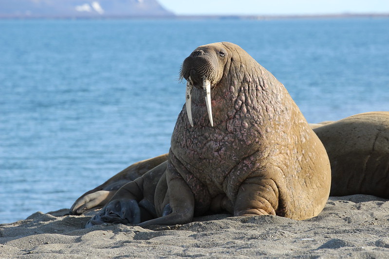 Walrus at Poolepynten, Svalbard, Arctic