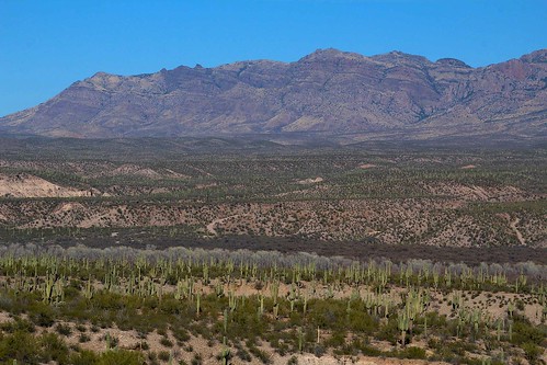 2014 arizona cacti desert flickr gps landscapes mountains panoramio pinalcounty saguarocactuscarnegieagigantea sanpedrorivervalley usa unitedstatesofamerica
