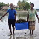 vanderploeg2016 Lau Lagoon (113) seaweed farming