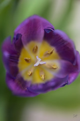 Purple Tulip2