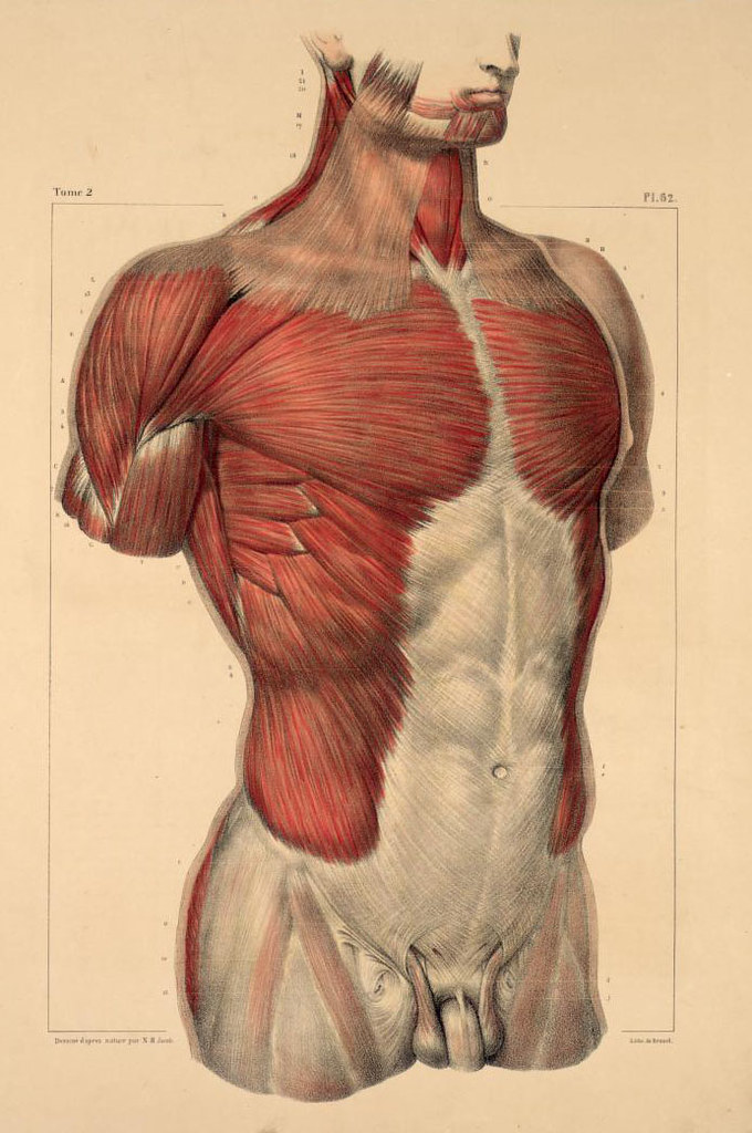 Resultado de imagen para abdomen muscles