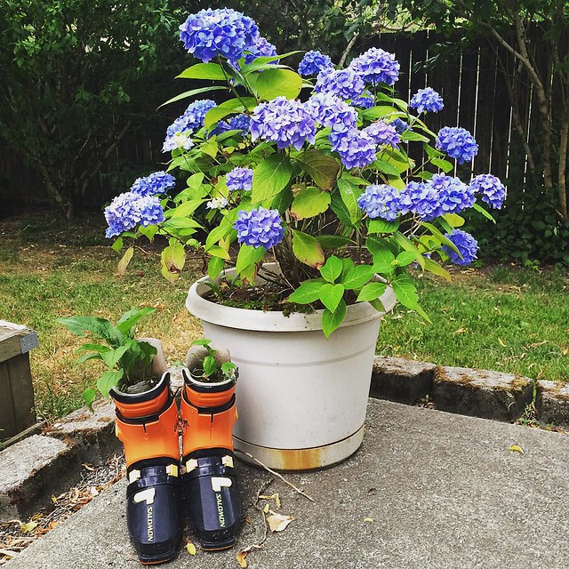 Endless summer hydrangea + surprise flowers growing in ski boots (Josh's idea of course).