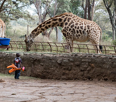 Langata Giraffe Center