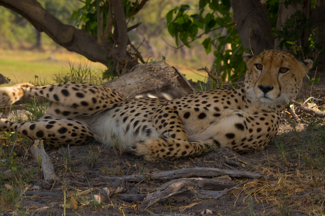 Cheetah belly