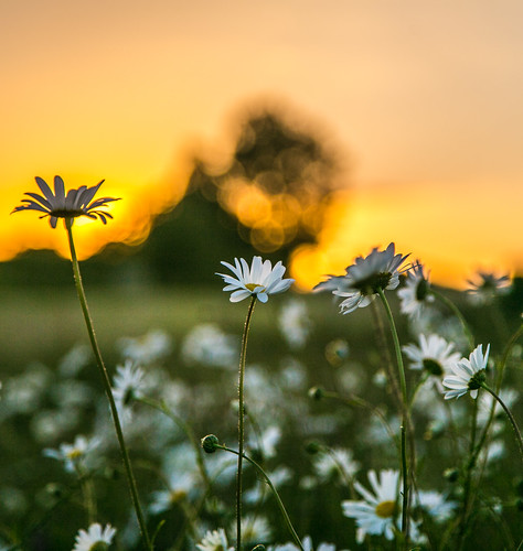 ireland sunset daisy wildflower kildare oxeye dogdaisy