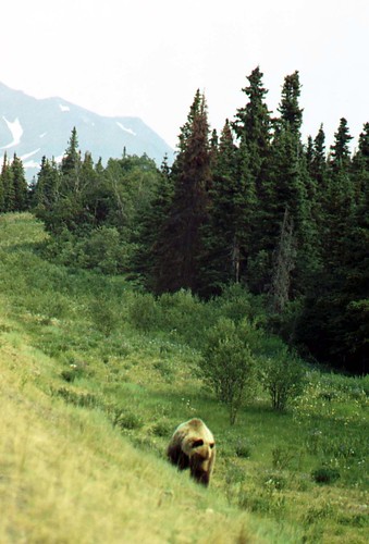 alaska insidepassage animals bears feeding geotagged geolat60090615 geolon136915226