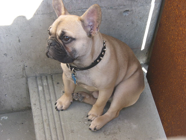 a french bulldog in san diego | Flickr - Photo Sharing!