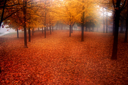autumn trees toronto fall nature highpark deleteme10 4autumn