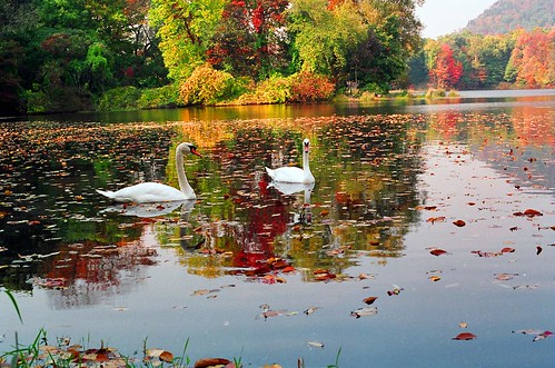 two swans in lake during fall