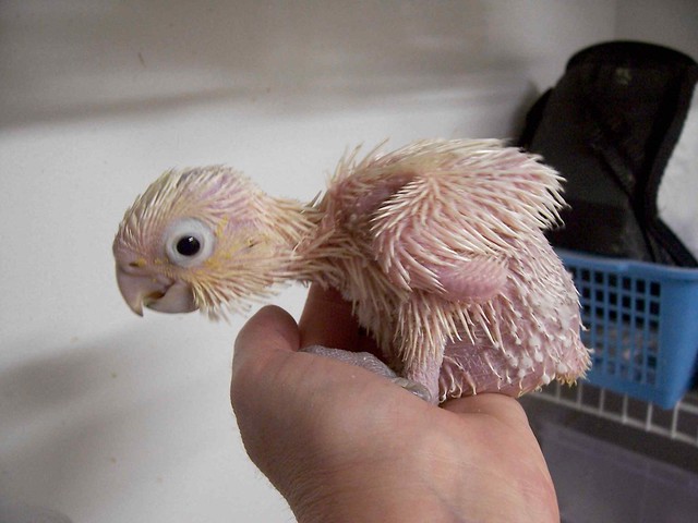 Goffin Cockatoo at 1 month old