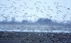 1992伸港鳥群，圖片來源：台灣水鳥研究群 彰化海岸保育行動聯盟