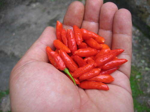 Handful of bird peppers.