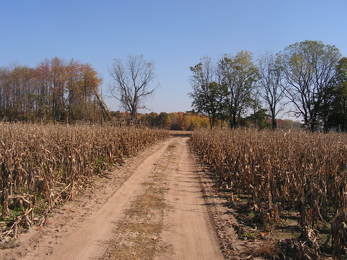 cornfields corn fields dirtroad fall michigan