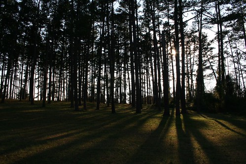 tree pine forest shadows northcarolina alamancecounty alamancebattleground tiwonge