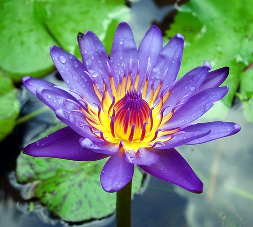 water lily in ubud, bali