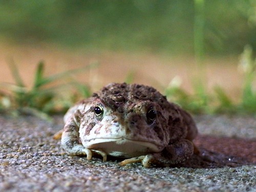 oklahoma toad