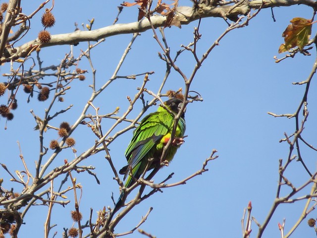 wild parrot in solstice canyon