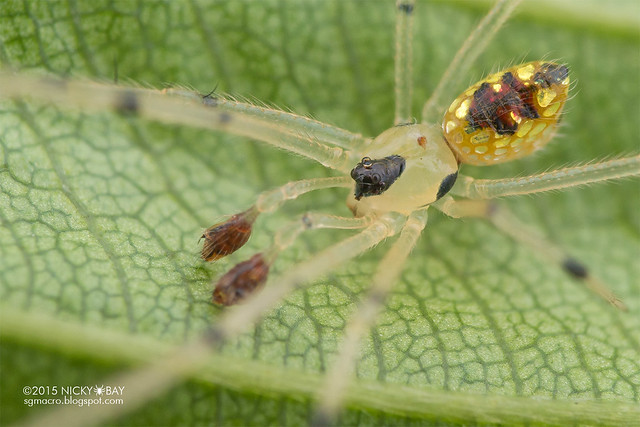 Mirror comb-footed spider (Thwaitesia sp.) - DSC_3104