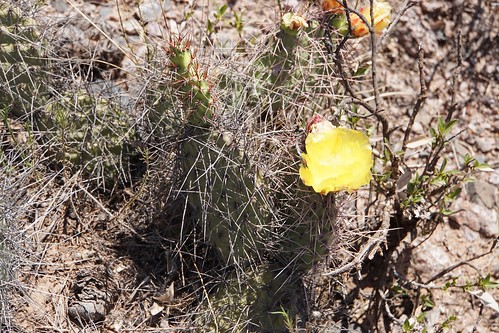 argentinien cacti cactus cuestademiranda fnrrb3346 ka4879s kakteen kaktus larioja opuntia rb3346 standort sulphurea