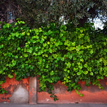 Wall with ivy / Marrakech