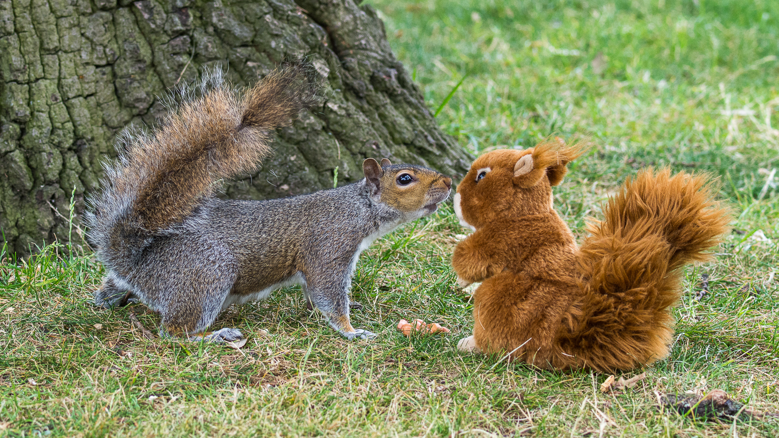 Grey squirrel meets red squirrel Flickr Photo Sharing!