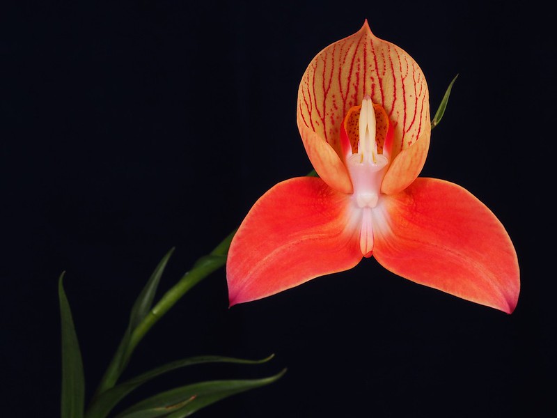 Disa uniflora 319 (orange)
