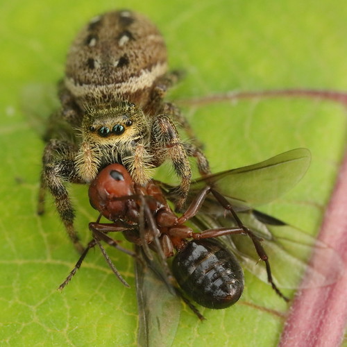 wisconsin spider eating ant jumpingspider mpe65