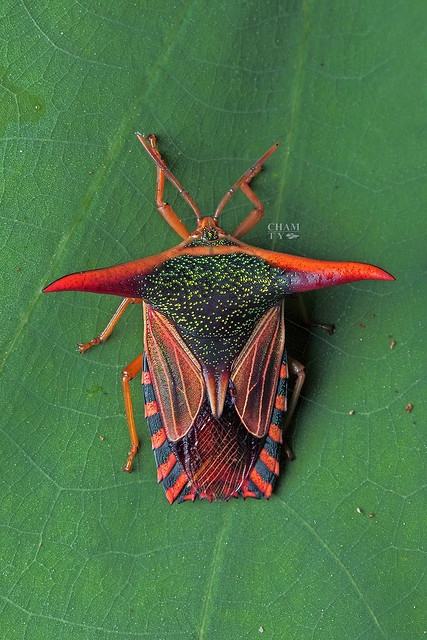 Giant shield bug (Tessaratomidae)