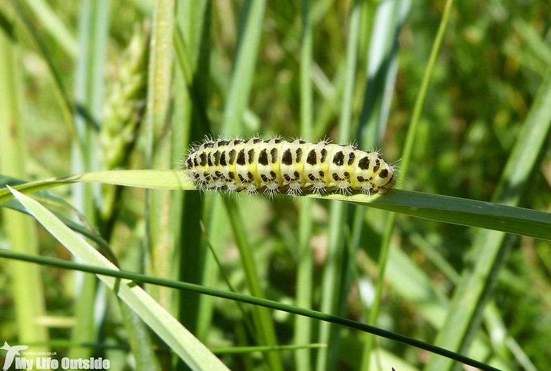 P1130648 - Six-spot Burnet Moth Caterpillar