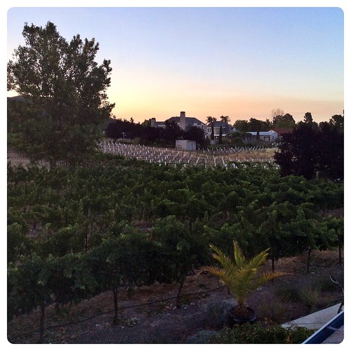 california sky tree dawn vineyard farm horizon sonoma grapevines