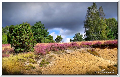 heide himmel heidekreis heideblüte landschaft lüneburgerheide niedersachsen naturschutzgebiet natur naturpark niederhaverbeck bunt bispingen blüte sommer erika unwetter reisen