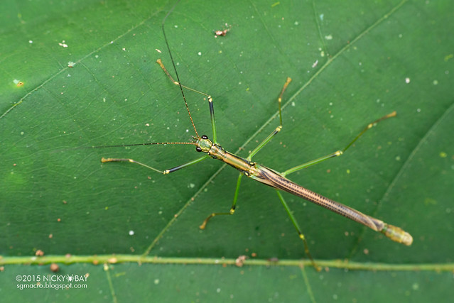 Stick insect (Phasmatodea) - DSC_4926