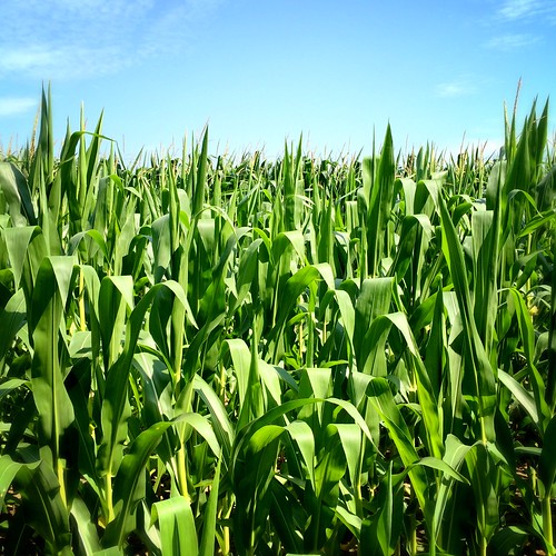 illinois corn cornfield farm farming il crop stalks