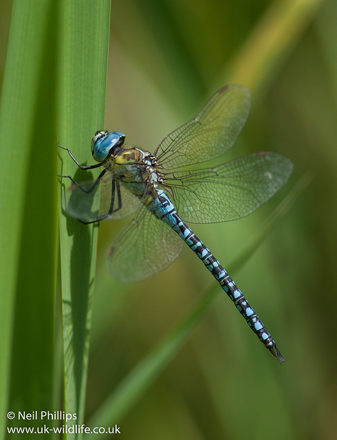 Southern migrant hawker-4