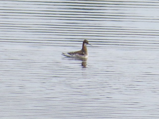 Red-necked Phalarope at El Paso Sewage Treatment Center in Woodford County, IL 01