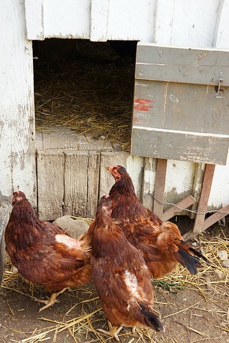 hen house at slate run farm