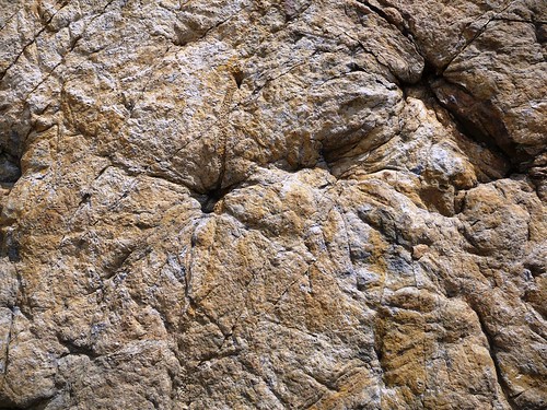 tree fossil spain bosque coal cantabria measures fosil carboniferous palentina verdena