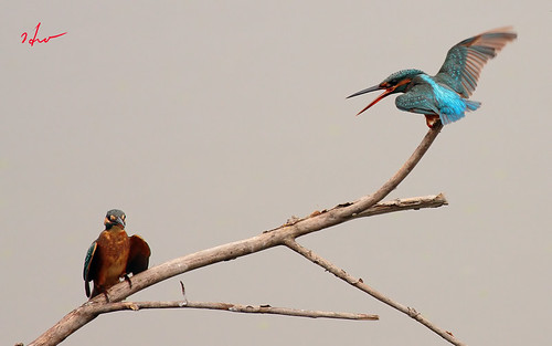 wild bird nature outdoor kingfisher common bird” “wild