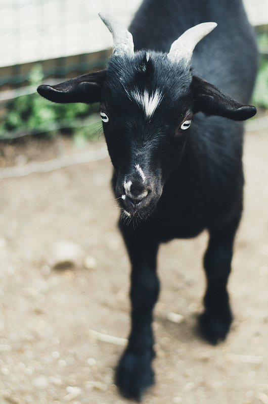 Goat on juliettelaura.blogspot.com
