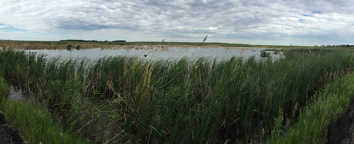 landscape us scenery unitedstates northdakota marsh habitat wetland kiddercounty