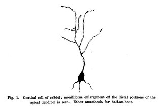 Fig. 1 from H. Wright, 'The Action of Ether and Chloroform on the Neurons of Rabbits and Dogs', Journal of Physiology 26 (1-2) (1900), pp. 30-41.