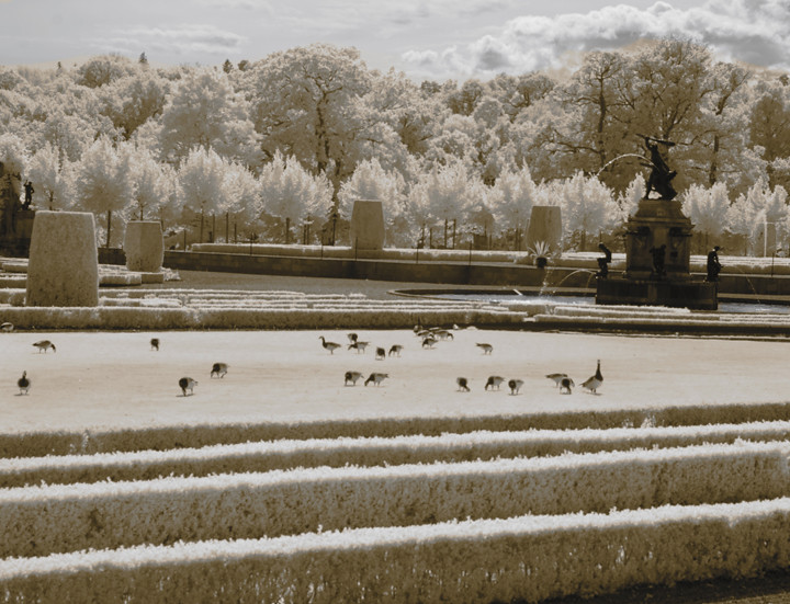 Grazing Geese, Drottningholm Palace, Stockholm, Sweden