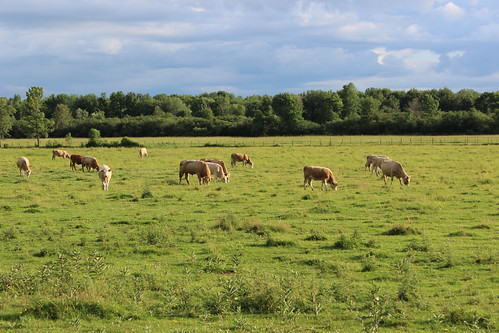 canada field cattle cows quebec québec qc grazing