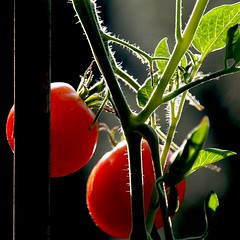 Tomates Cerises, France - Photo of Cardet
