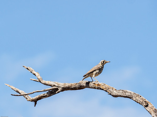 groundscraperthrushpsophocichla kuneneriver namibia paysage border fleuve nature octobre oiseaux kunene namibie