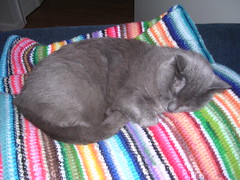 Artemis on the blanket