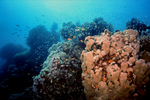 coral geotagged underwater egypt scuba diving marsaalam geolat2511985 geolon3487185