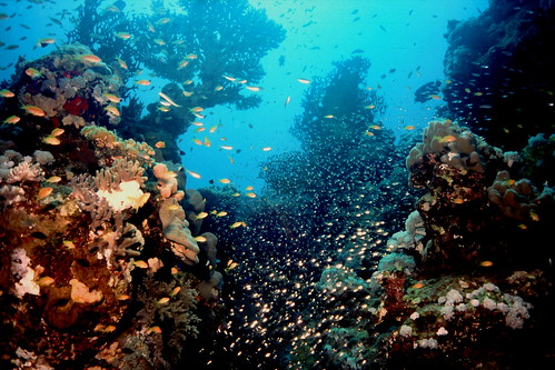 geotagged underwater view egypt scuba diving glassfish marsaalam geolat2511985 geolon3487185