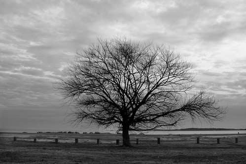 bw tree geotagged maryland southernmaryland